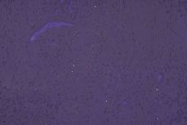 Kurkvloer - Beethoven Inkt - 4mm