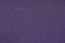 Wandkurk - Beethoven Inkt 3mm